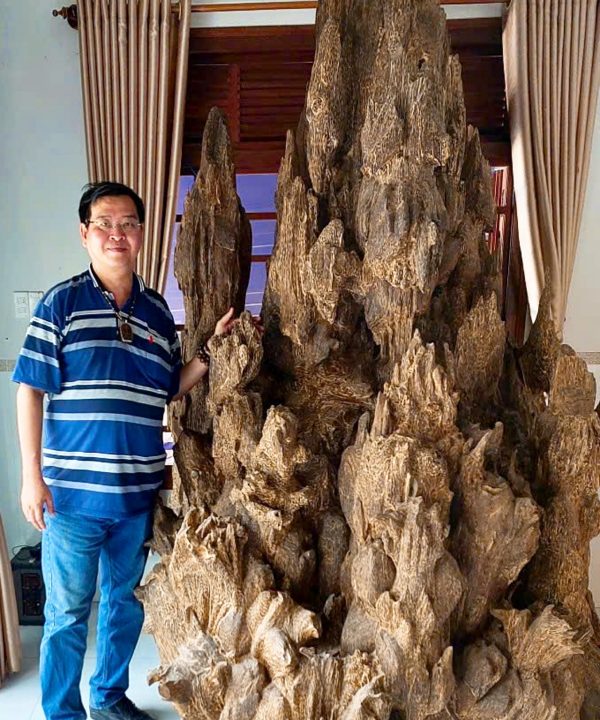 Trầm cục trầm kiến ghép cảnh, trầm hương Khánh Hòa